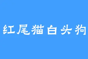 红尾猫白头狗